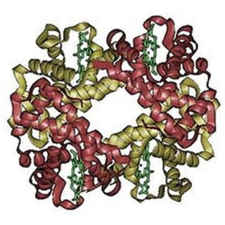 Hemoglobina