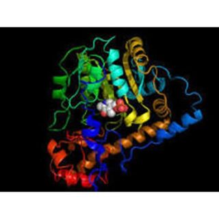 AST/GOT (ASTL) Transaminasa Oxalac?tica