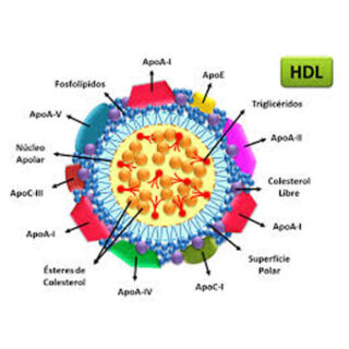 Hdl Colesterol