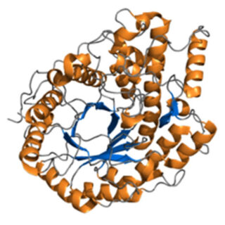 Amilasa Pancreática